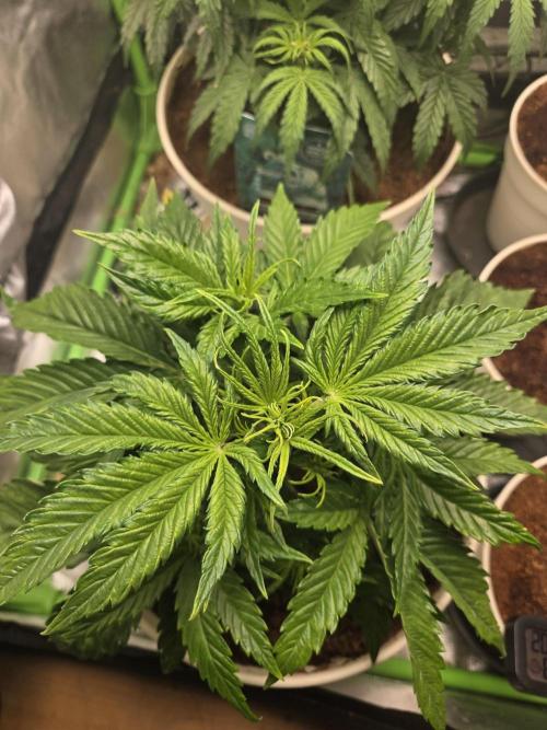 Permanent Jealousy XL Auto. Week 4