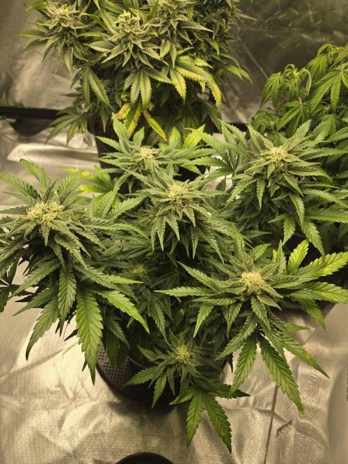 Air Kush by Adonhusa Genetics. Week 10