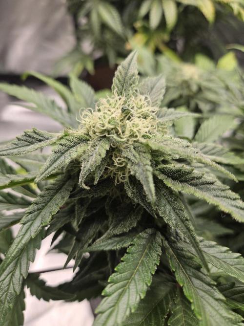 Air Kush by Adonhusa Genetics. Week 10