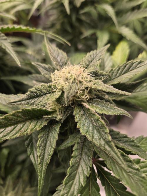 Air Kush by Adonhusa Genetics. Week 10