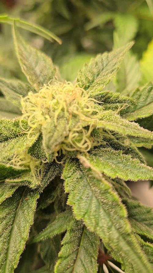 Air Kush by Adonhusa Genetics