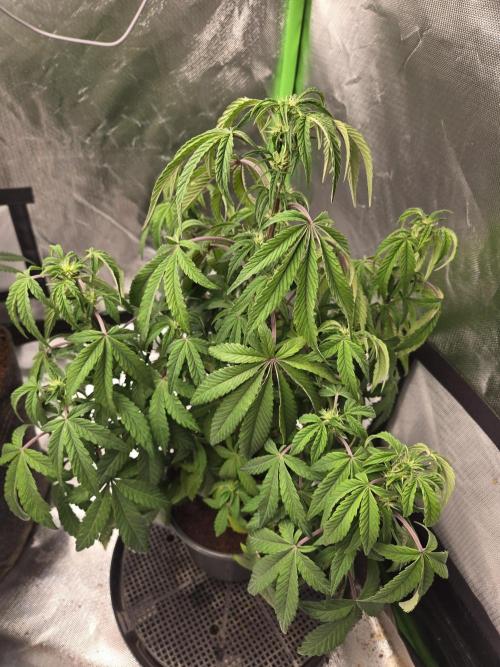 🍋 Super Lemon Haze × 🌌 RS11. Week 9