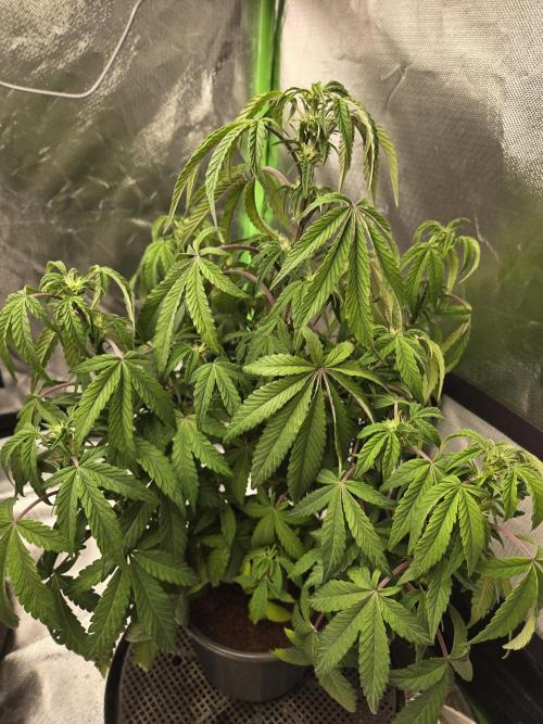 🍋 Super Lemon Haze × 🌌 RS11. Week 9