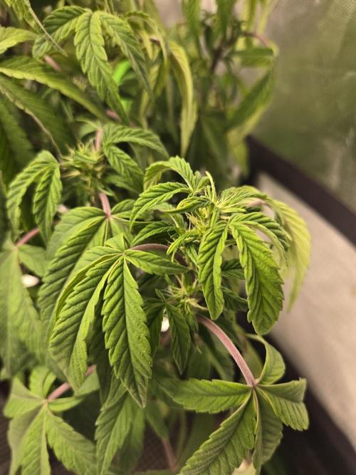 🍋 Super Lemon Haze × 🌌 RS11. Week 9