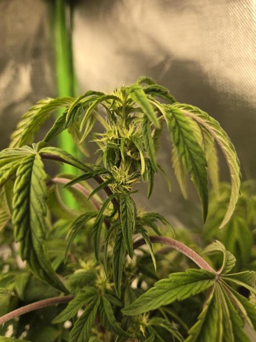 🍋 Super Lemon Haze × 🌌 RS11. Week 9