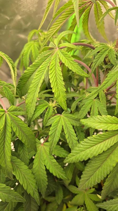 π Super Lemon Haze Γ π RS11