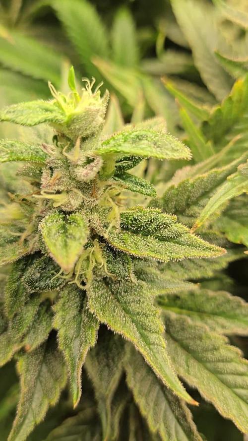 🍋Lemon Mandarine🍊