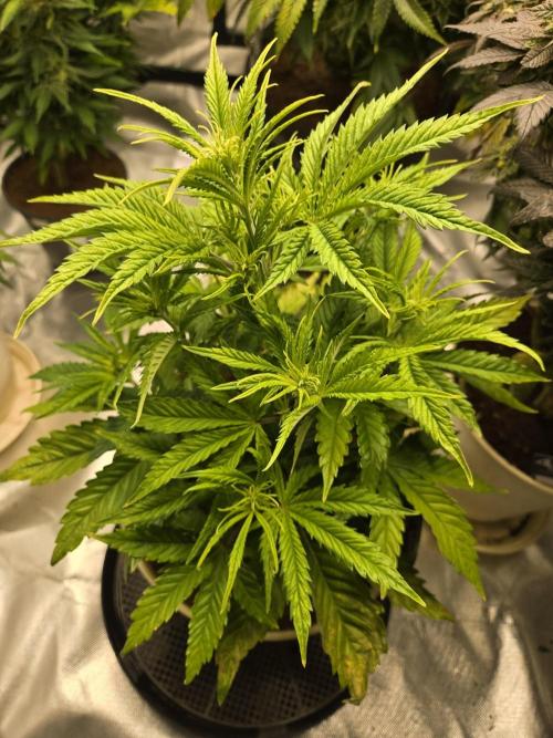 Permanent Jealousy XL Auto. Week 5