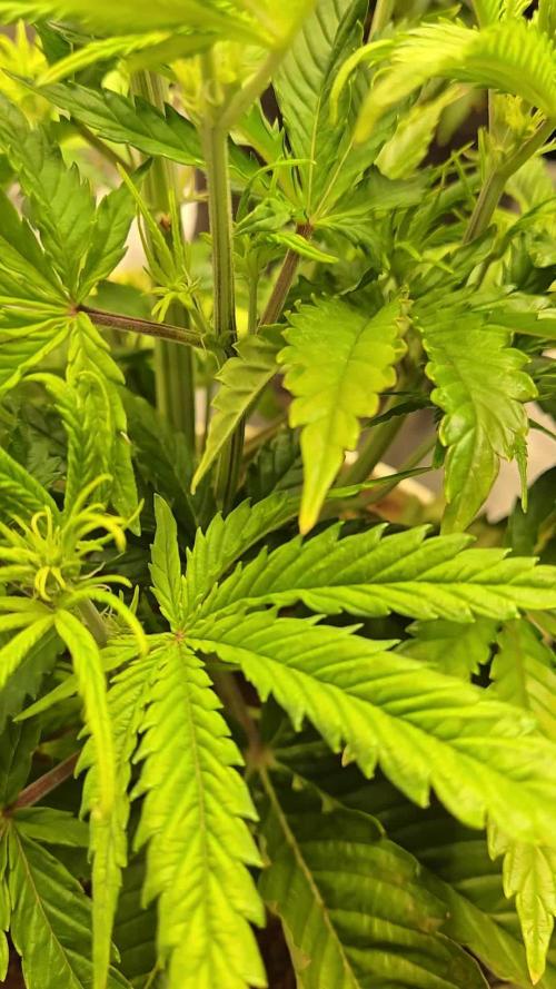 Permanent Jealousy XL Auto