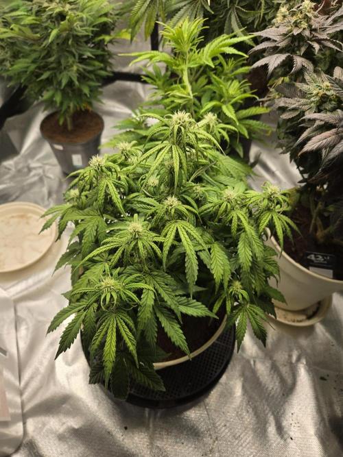 🐺Animal Mints 🚀Community Grow🚀. Week 7