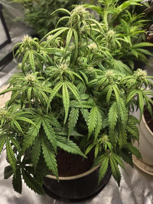 🐺Animal Mints 🚀Community Grow🚀. Week 7