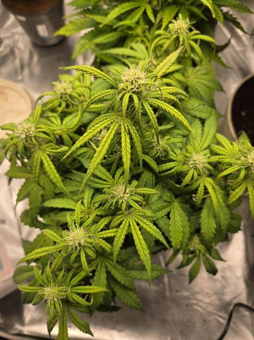 🐺Animal Mints 🚀Community Grow🚀. Week 7