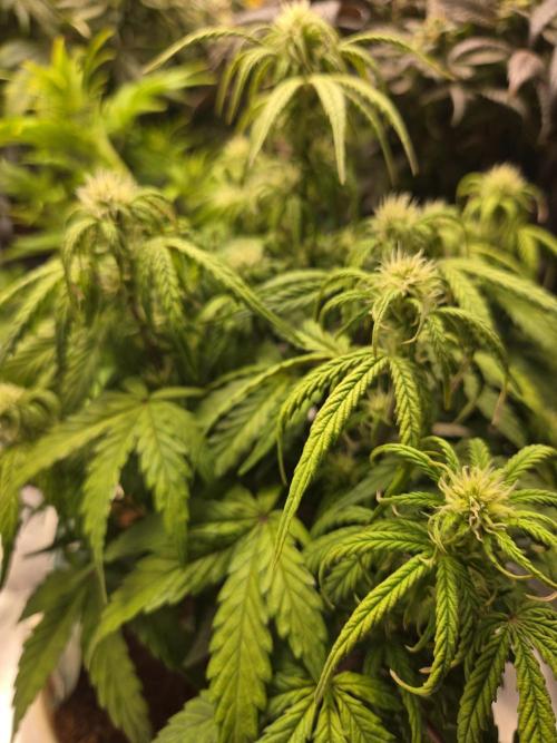 🐺Animal Mints 🚀Community Grow🚀. Week 7