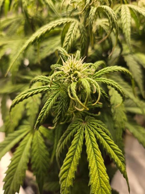 🐺Animal Mints 🚀Community Grow🚀. Week 7