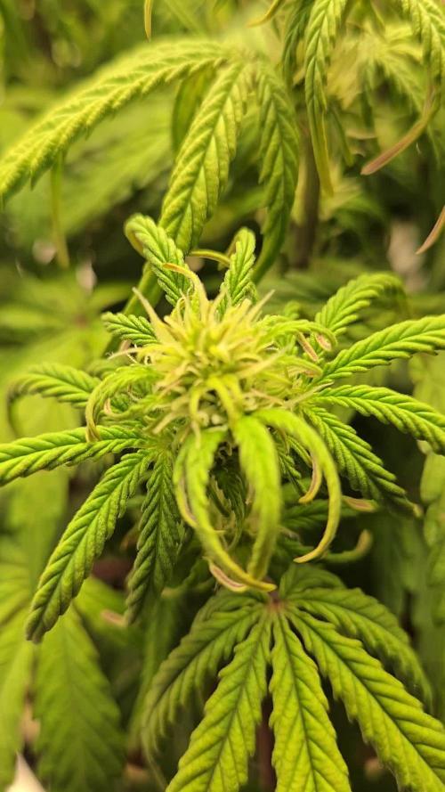 🐺Animal Mints 🚀Community Grow🚀