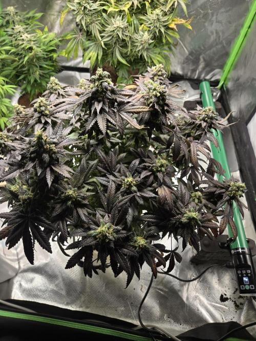 🏀 Papayton🏀. Week 18