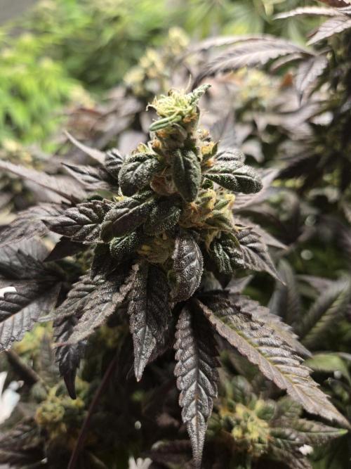 🏀 Papayton🏀. Week 18