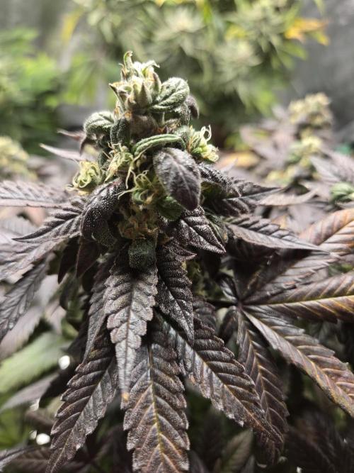 🏀 Papayton🏀. Week 18