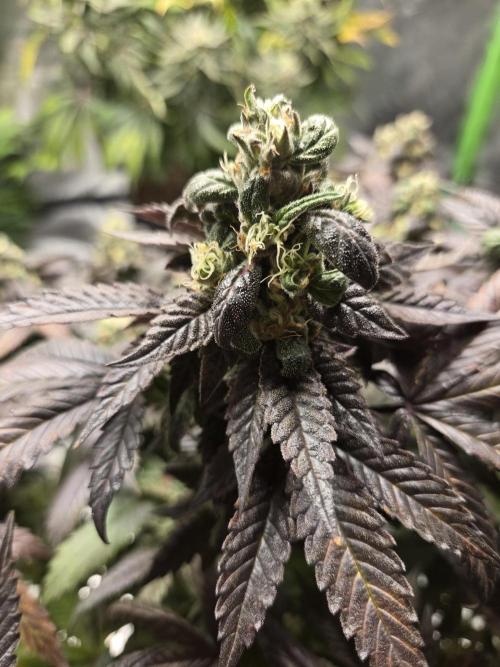 🏀 Papayton🏀. Week 18