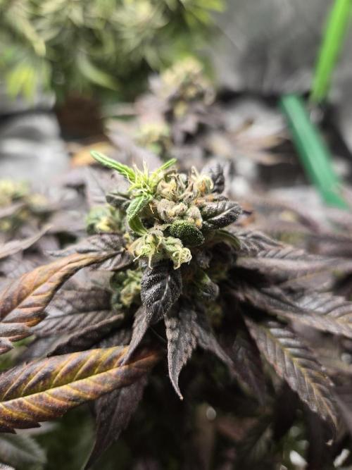 🏀 Papayton🏀. Week 18