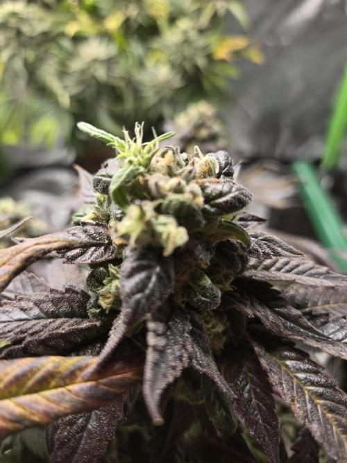 🏀 Papayton🏀. Week 18