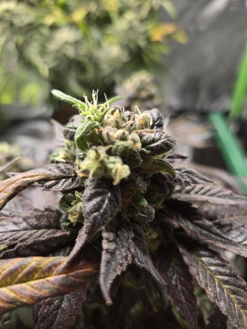 🏀 Papayton🏀. Week 18