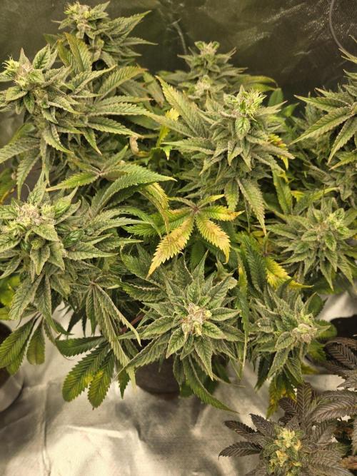 🍋Lemon Mandarine🍊. Week 19