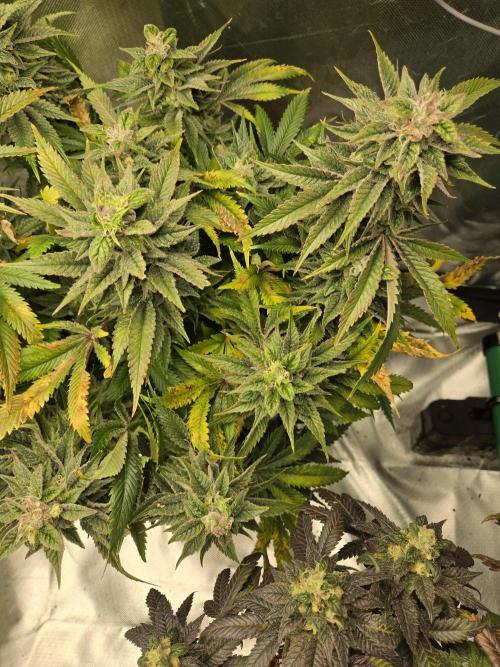 🍋Lemon Mandarine🍊. Week 19