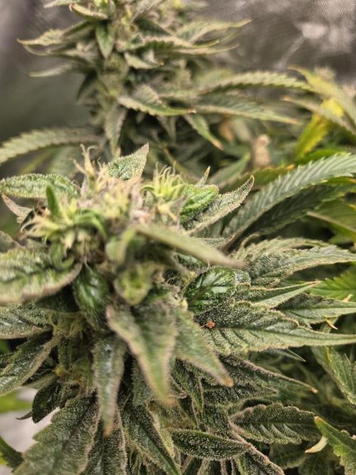 🍋Lemon Mandarine🍊. Week 19