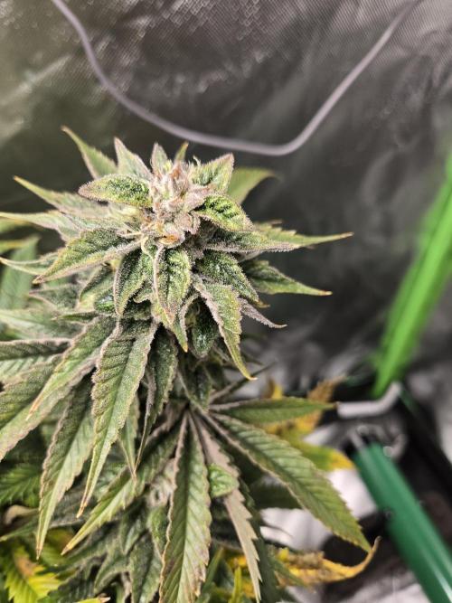 🍋Lemon Mandarine🍊. Week 19