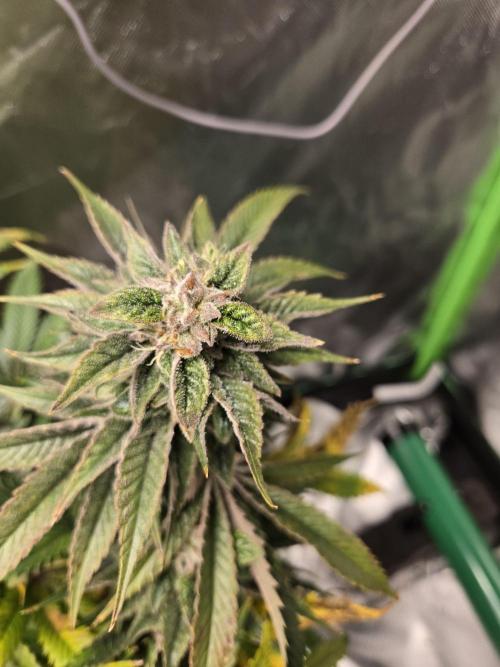 🍋Lemon Mandarine🍊. Week 19