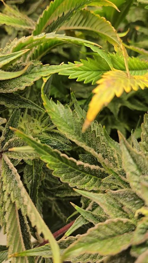 🍋Lemon Mandarine🍊