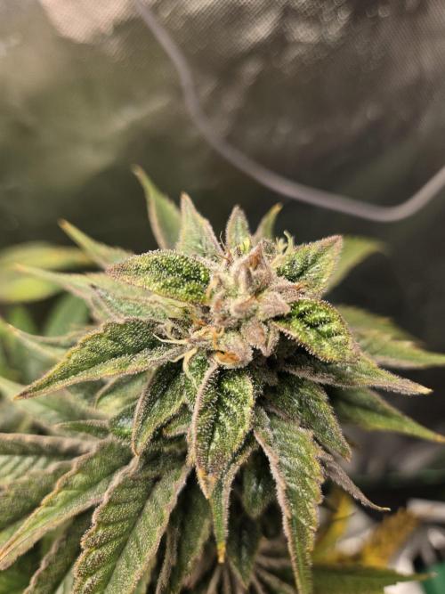 🍋Lemon Mandarine🍊. Week 19