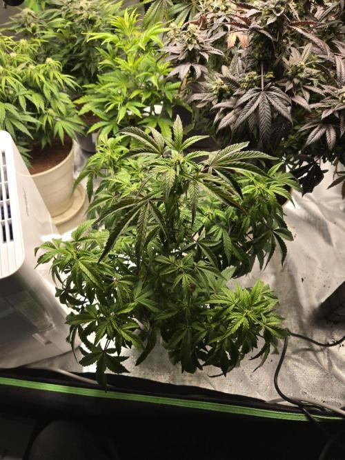 🍋 Super Lemon Haze × 🌌 RS11. Week 10