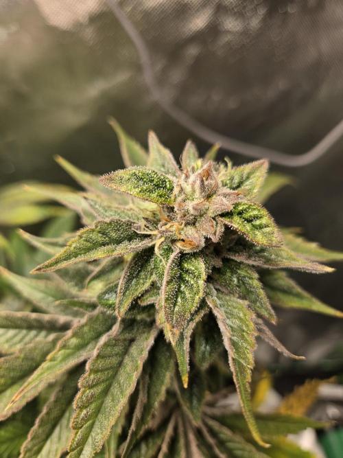 🍋Lemon Mandarine🍊. Week 19