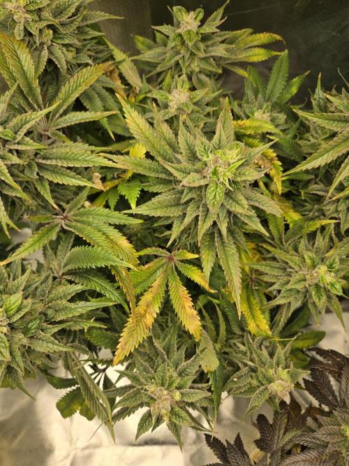 🍋Lemon Mandarine🍊. Week 19