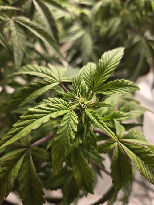 🍋 Super Lemon Haze × 🌌 RS11. Week 10