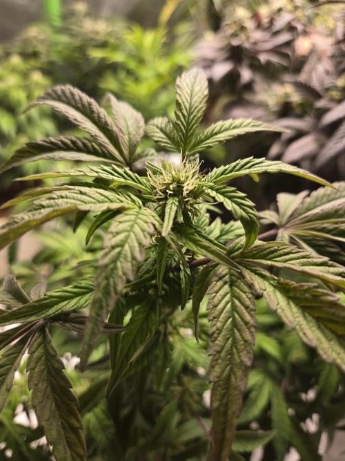 🍋 Super Lemon Haze × 🌌 RS11. Week 10