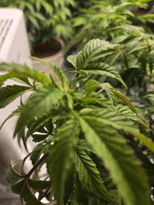 🍋 Super Lemon Haze × 🌌 RS11. Week 10