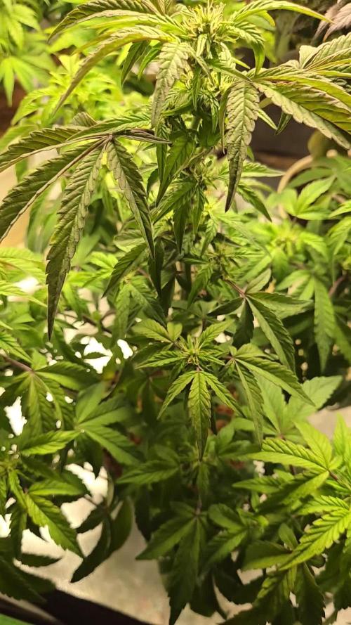 🍋 Super Lemon Haze × 🌌 RS11