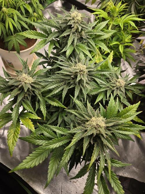 Air Kush by Adonhusa Genetics. Week 11