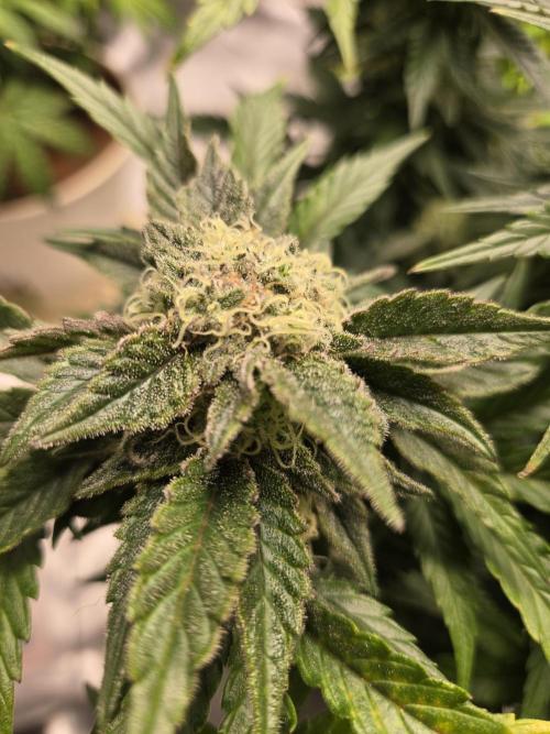 Air Kush by Adonhusa Genetics. Week 11