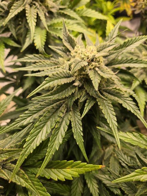 Air Kush by Adonhusa Genetics. Week 11