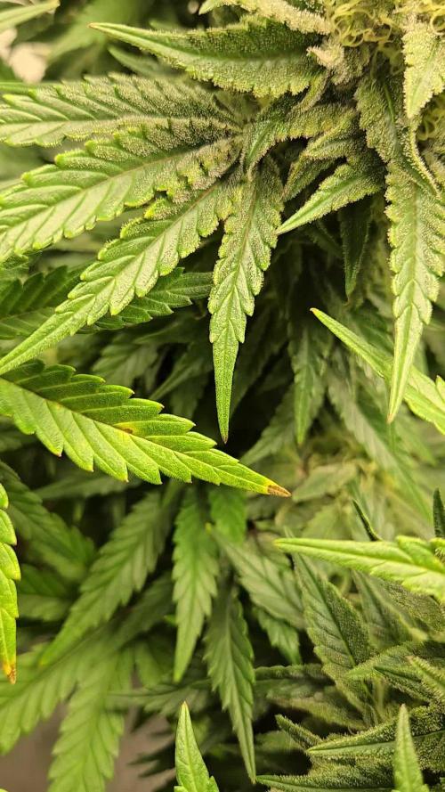 Air Kush by Adonhusa Genetics