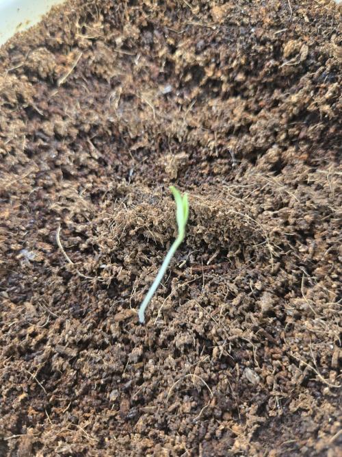 Kirsch Tomaten by Kiepenkerl. Week 1