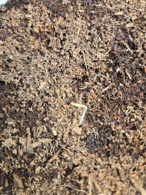 Kirsch Tomaten by Kiepenkerl. Week 1