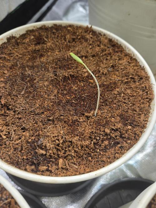 Kirsch Tomaten by Kiepenkerl. Week 1