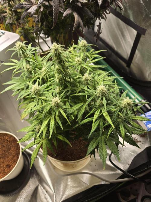 🐺Animal Mints 🚀Community Grow🚀. Week 8