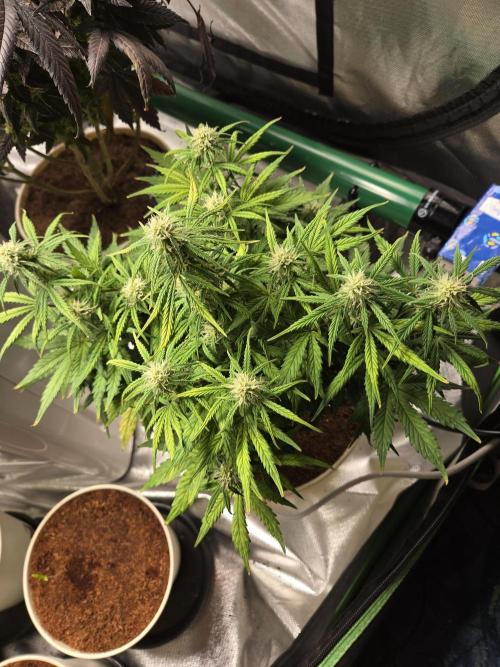 🐺Animal Mints 🚀Community Grow🚀. Week 8