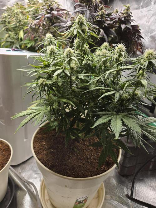 🐺Animal Mints 🚀Community Grow🚀. Week 8